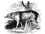 Ethiopian hog